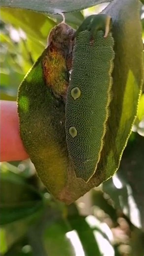"This ‘Alien’ Caterpillar Has Fake Eyes to Scare Predators🐛👽👀