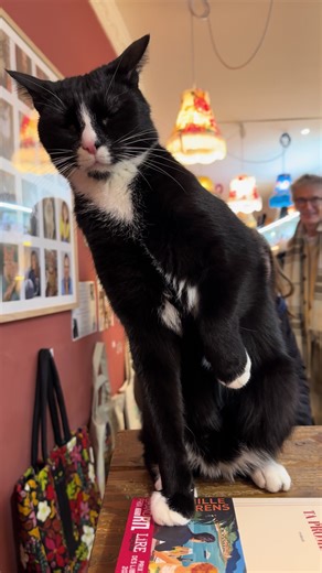 Tam a osé gifler sa majesté Marcel. Il est outré 😅#cat #catlover #funnycat #cattok #catlovers