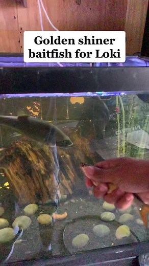 Mike Rod Fishing on TikTok