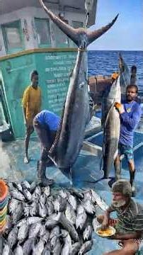 🎣 Deep Sea Fishing Adventure ⚡ Life on the Open Ocean