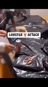 Gangsta lobsta 🦞 | White Yardie