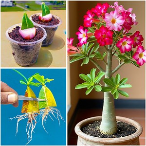 Leaf to plant || How to grow adenium plant at home || Tips & tricks for growing plant | Rana Craft