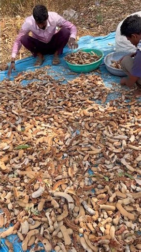 புளி 🥓 அறுவடை விவசாயம் அண்ணா #tamarind #tamilshorts #trending #yutubeshorts