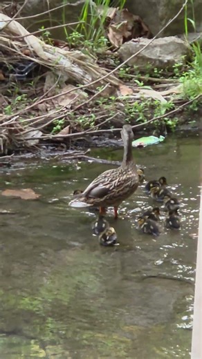 묵동천 오리 아기들🐥 #묵동천 #오리 #birds #아기 #새끼오리 #어미오리 #힐링#귀여운오리 #봄 #자연 #서울자연 #오리가족