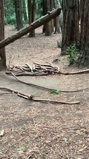 Just Looking to See What We Can See… Glyphs possibly 🙏💗🫶💗🎄☮️💗. #forestfriends