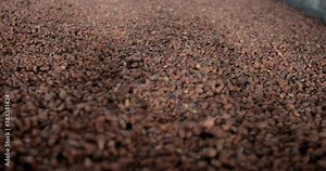 Workshop for processing pine nuts. The machine shakes the pine nut to remove excess husk