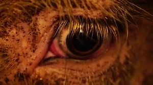 A sneak peak of the upcoming trailer for Dominion: Documentary (2018), the follow-up to 2014's Lucent: Documentary. Exploring Australia's systemic, commercialised abuse and exploitation of animals, the new film will question the morality and validity of our dominion over the animal kingdom. Find out more at www.aussiefarms.org.au/dominion and stay tuned in the coming weeks for the release of the full trailer. | Farm Transparency Project