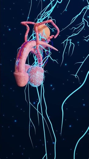 अगर TESTICAL फूट जाए तो क्या होगा ? #shorts #shockingfacts