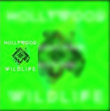 Hollywood wildlife/Hey-Hi-Hello with lyrics
