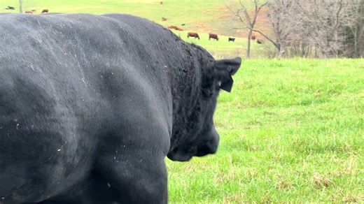 Tomahawk G107: The Ultimate Turn Out Day Experience