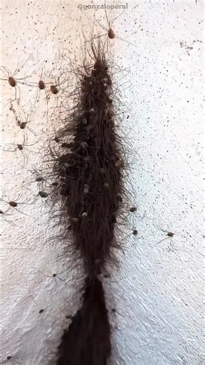 a swarm of spiders 🕷️🕸️ #shorts