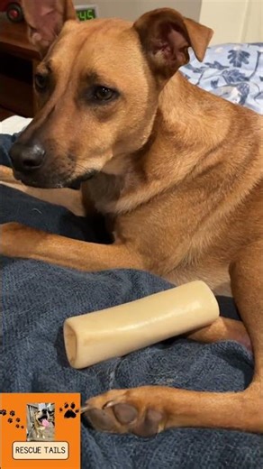 The Simple Life of a Potcake Dog