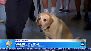 We’re wrapping up our #DogDaysOfSummer with a special celebration for our "GMA" security dog, Hali, who is retiring this year! Her handler, Tim, talks about their special bond and what retirement will look like for our four-legged friend. 🐶 Check out these adorable pups up for adoption: gma.abc/3blHQHL | Good Morning America