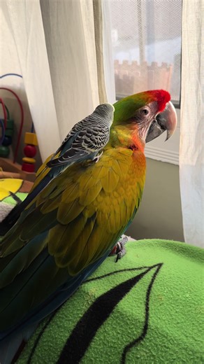 The Giant and the Ant: Adorable Bird Friendships