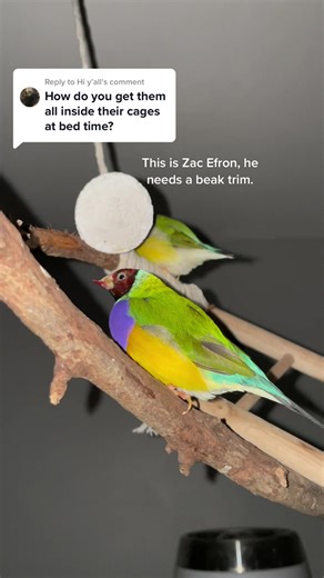 How to Catch and Care for Sleeping Finches at Night