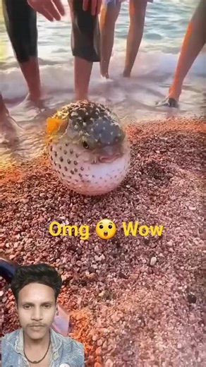 Funny Animal Videos 2023 - Comedy Voiceover! #12😹🐶🤣