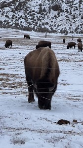 26K views · 1.1K reactions | These bison are incredibly hard on fences. We saw miles of fences destroyed where they’ve migrated through. | Good Bull Outdoors | Facebook