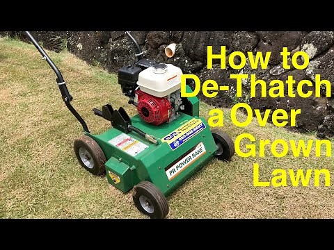 How to Dethach a Overgrown El Toro Zoysia Lawn in Hawaii