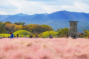 17 Surreal Spots To See Dreamy Pink Muhly In Korea In Autumn 2025 » Travel-Stained