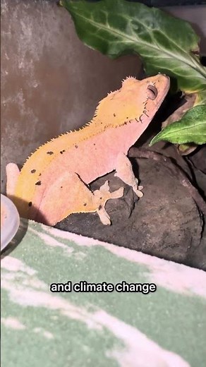 How did Crested Geckos become the MOST popular reptile in the world?