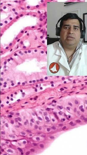 🔬 *Epithelial tissue or epithelium* in animal histology 🔬