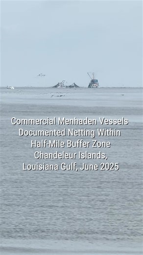 19K views · 139 reactions | Over the summer, commercial menhaden...