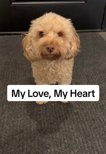 Create Lasting Memories with Your Dog This Valentine's Day