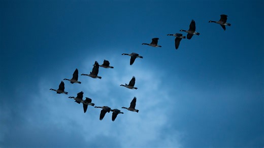 Millions of birds are taking flight over Michigan. How to track the fall migration