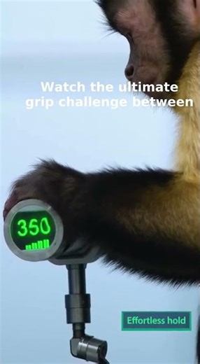 Human vs Monkey: Strength Competition Revealed!