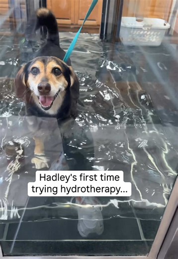 Effective Hydrotherapy for Dogs with Hip Dysplasia