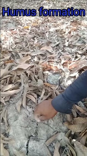 Humus formation