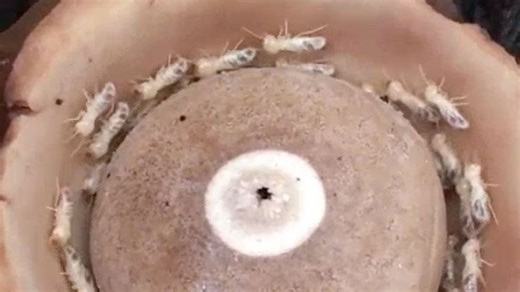 Video shows termites locked in 'death spiral' where they die of exhaustion