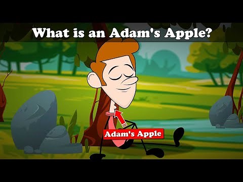 What is an Adam's Apple? + more videos | #aumsum #kids #cartoon #science
