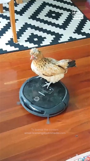 58K views · 479 reactions | This is nutmeg, the chicken who loves to ride the robot vacuum around the house for some reason  #Chicken #Funny #Cute #Memes | Try Not to Laugh | Facebook
