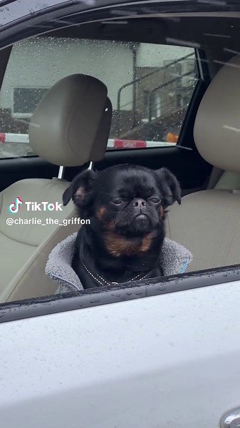 Spring Adventures with Cute Griffon Dogs
