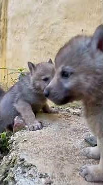 Wolf Dad Keeps Crying Until He Reunites With His Mate And Babies | The Dodo