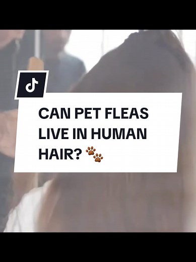 Can Pet Fleas Live in Human Hair? Expert Advice