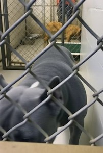 He didn’t arrive at the kennel barking or fighting. He arrived quietly… confused… still believing his family would come back for him. They say he was “too much to handle.” They say he “got in the way.” They say a vacation, a new schedule, a little inconvenience was reason enough to leave him behind. But he doesn’t know any of that. All he knows is that one moment he was home… and the next, he was sitting in a cold corner, waiting for the only people he’s ever loved to return. So he waits. Becaus