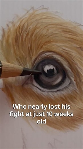 Drawing a Puppy’s Eye | Coloured Pencil Pet Portrait Timelapse
