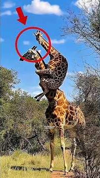 Wild Behavior Uncovered: Top 5 Weirdest Animal Facts You’ve Never Heard Before 🤯 #animals #shorts