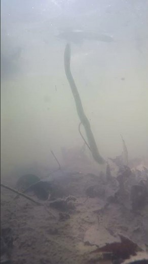 Free Rig Underwater Footage!