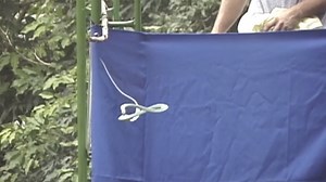 Researchers unravel mystery behind 'flying' snake that leaps between trees