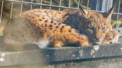 Zoo-bred lynx could become one of first wild lynx in Europe in hundreds of years
