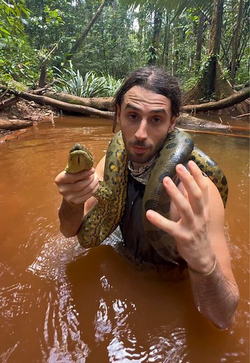 Le plus gros serpent du monde l’Anaconda !! 🐍🌎 #wild #wildlife #anaconda #reptile #snake
