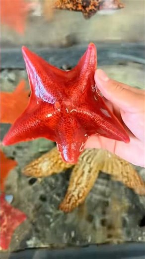 Day in the life of a marine science student at UCSB 🐚 #SantaBarbara #CollegeStudent