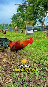 History of the Hatch Gamefowl #hatchgamefowl #gamefowlhistory #hatch | Gamefowl Enthusiast
