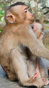 How mom take care to her baby #Hellomonkey#Monkeyjustgavebirth#Poorbabymonkey#Monkeyfighting#AdorableMonkey#Monkey #monkeys#Cutebabymonkey#LovelyMonkey#MonkeyLibby#MonkeyLeo | Hello monkey
