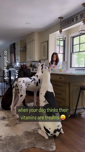6.2K views · 228 reactions | Do you ever have to trick your dog into thinking they are eating something else?! #greatdane #greatestdogever #gentlegiant #doglovers | LoveMargot | Facebook