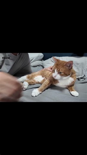 Soothing Moments Man Cuddles His Adorable Cat on Cozy Bed! 🐱💖