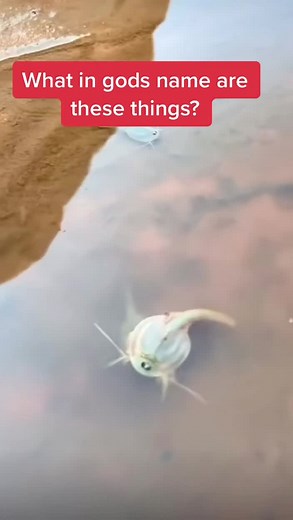 Uncovering the Mystery of Strange Sea and Lake Creatures